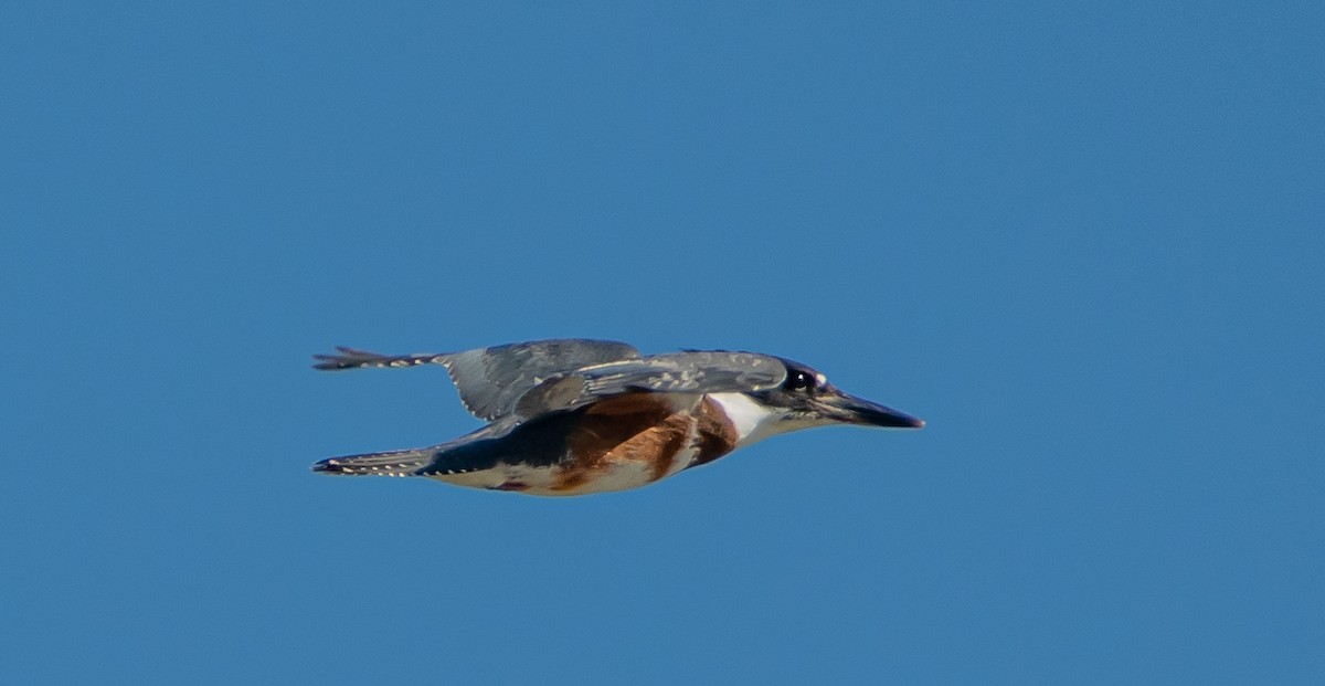 Belted Kingfisher - ML473196601