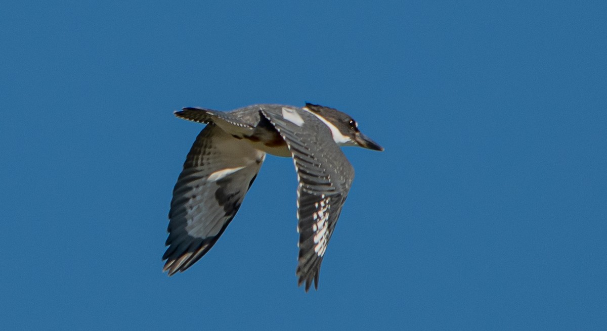 Belted Kingfisher - ML473196631