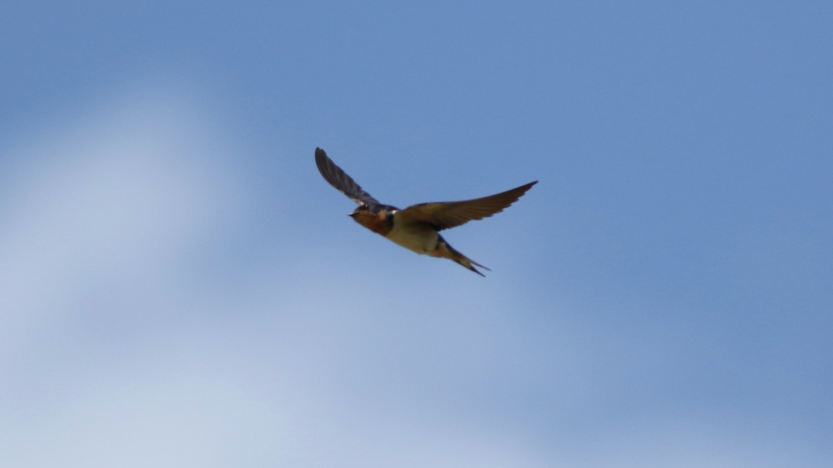 Barn Swallow - ML473197471