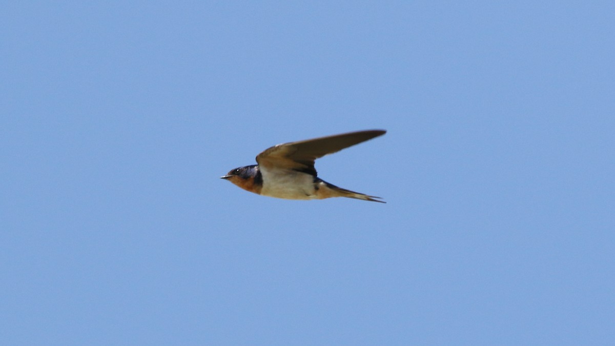 Barn Swallow - ML473197611