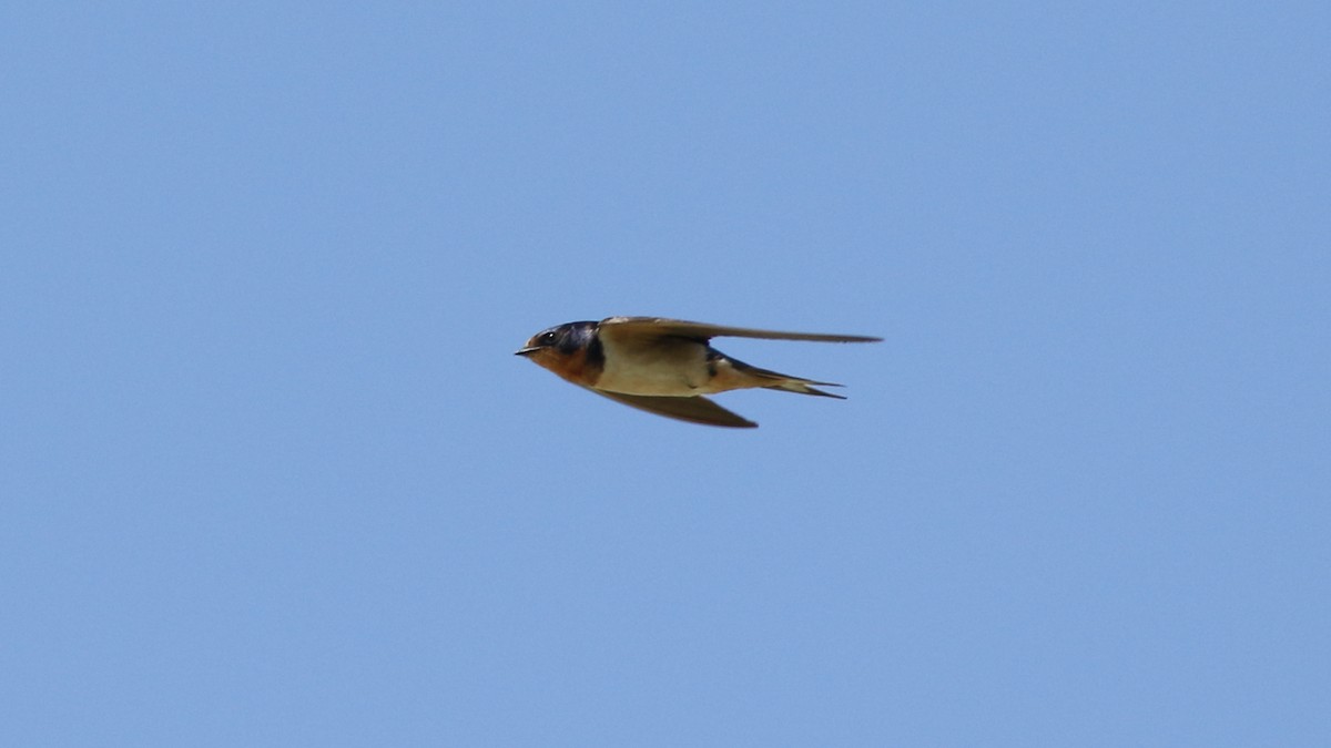 Barn Swallow - ML473197621