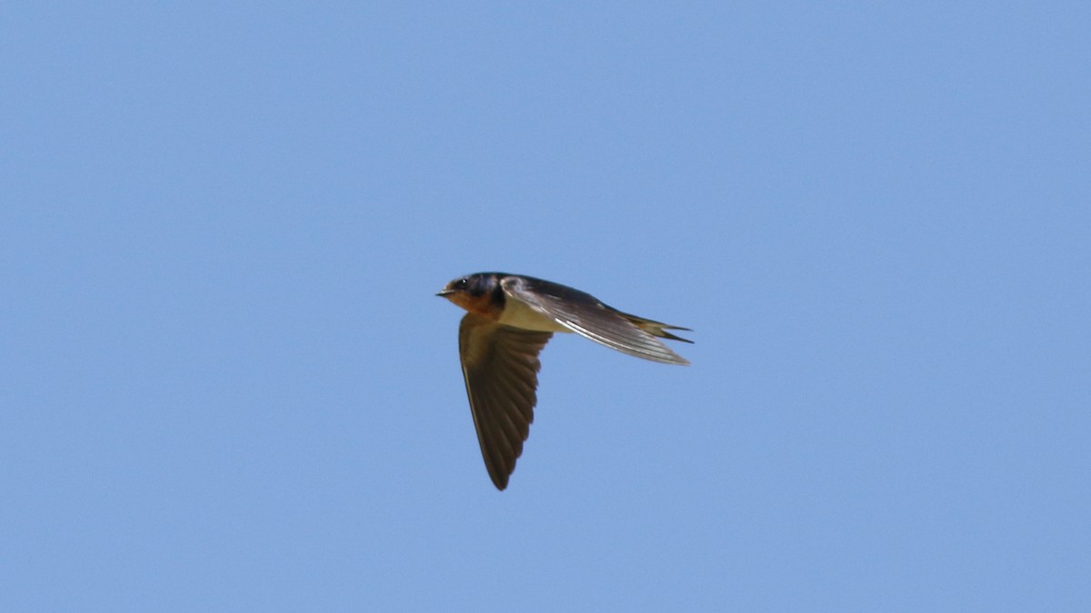 Barn Swallow - ML473197631