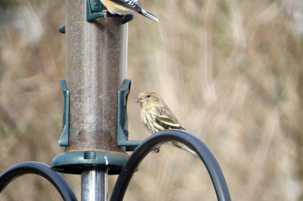 Pine Siskin - ML47319801