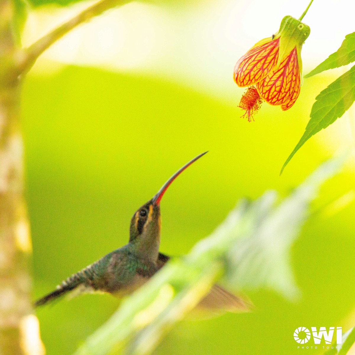 Great-billed Hermit - ML473199131