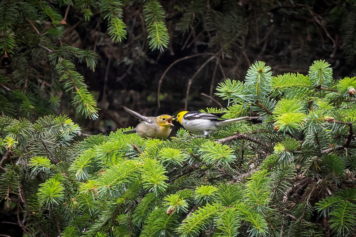 Hermit Warbler - ML473199311