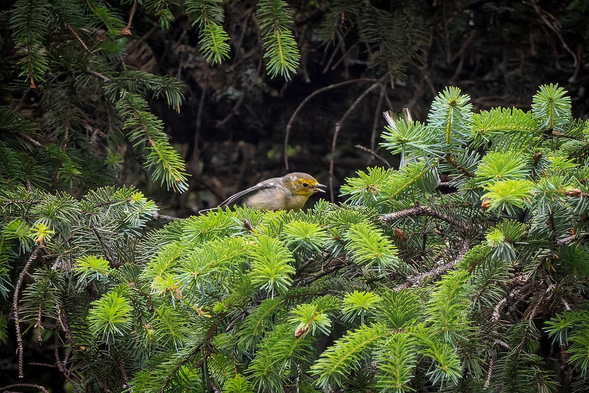 barnålparula - ML473199321