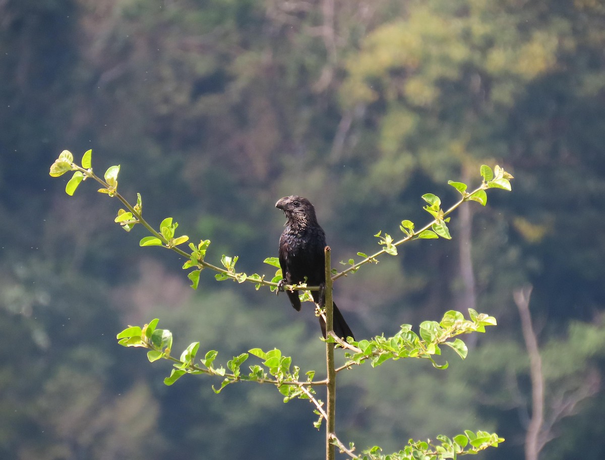 Smooth-billed Ani - Fernando Pocho Cabral / Birding Iguazu