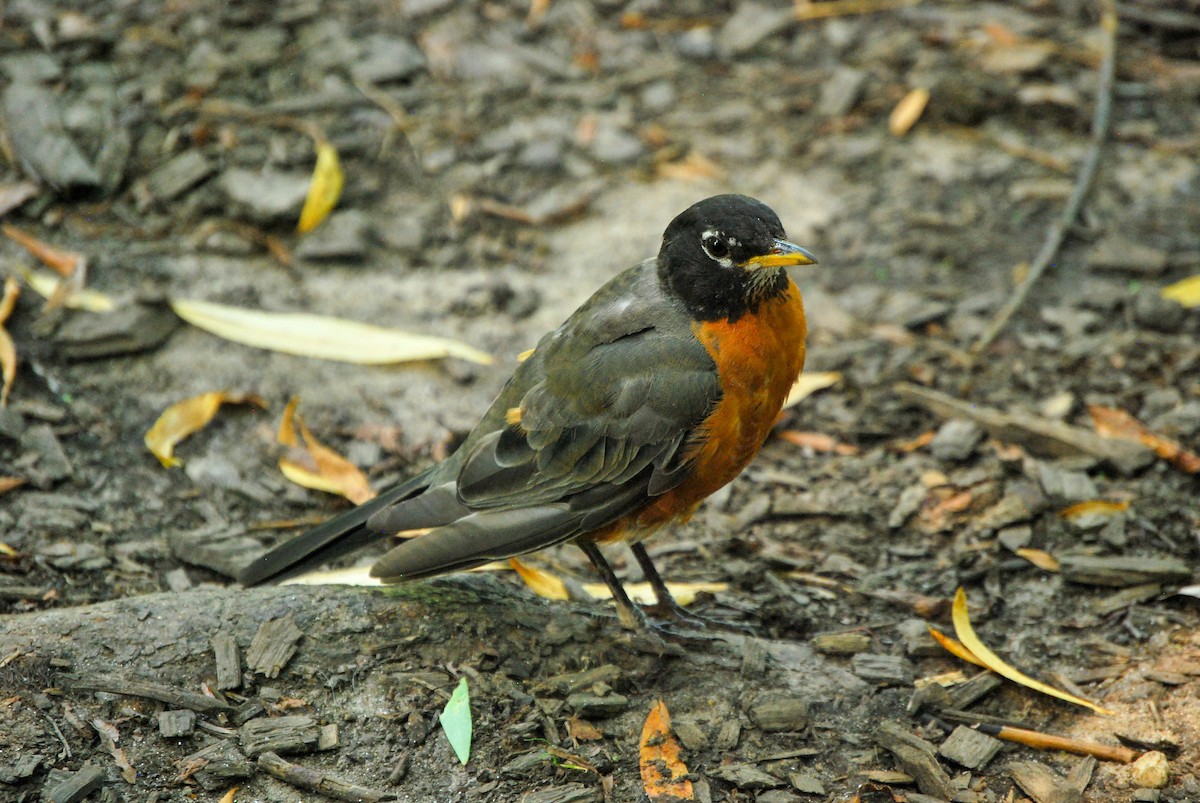 American Robin - ML473202321