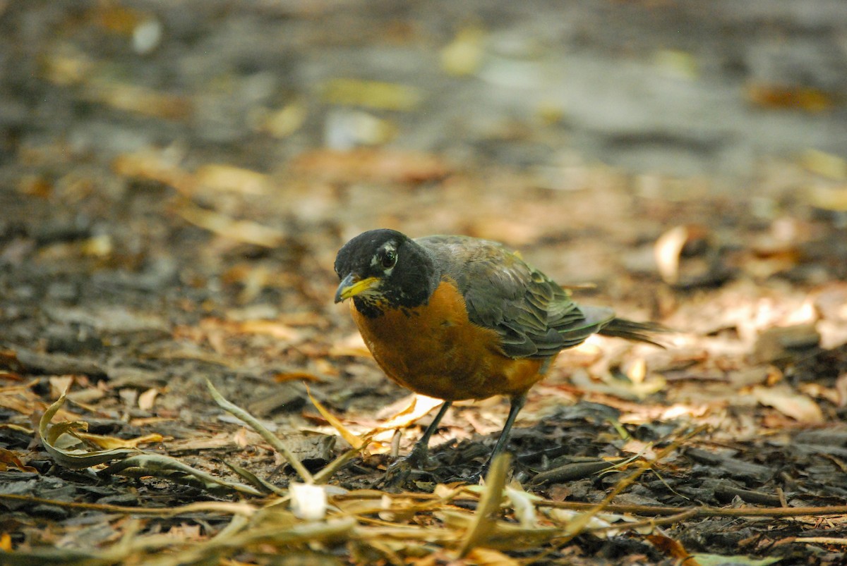 American Robin - ML473203161