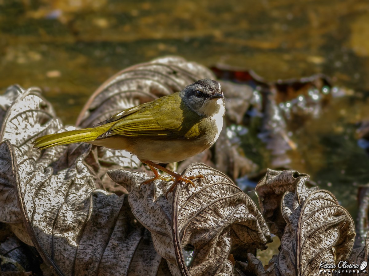 Flusswaldsänger - ML47320441