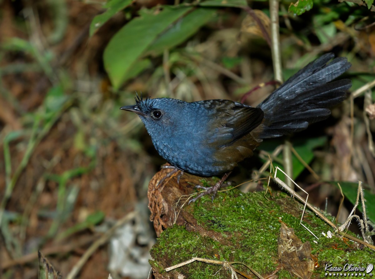 Slaty Bristlefront - ML47320471