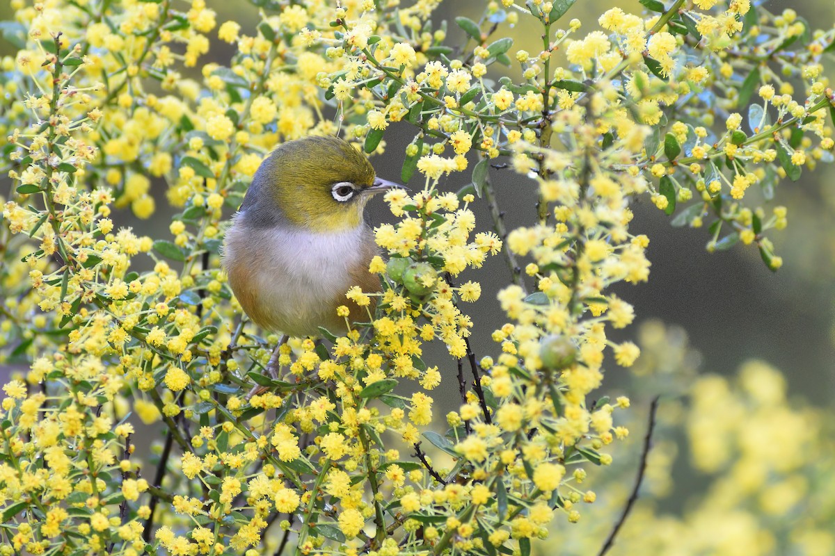 Silvereye - ML473205601