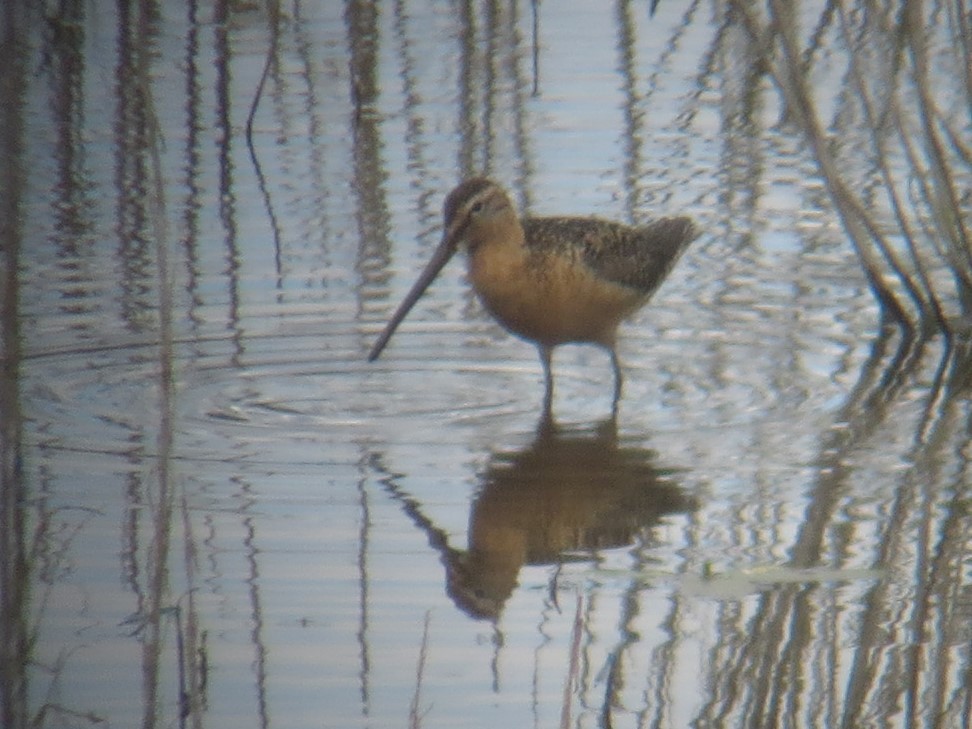 Long-billed Dowitcher - ML473207381