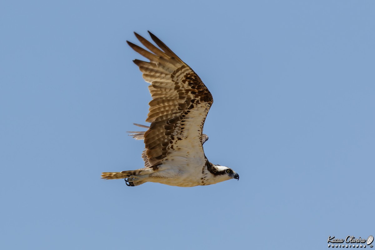 Osprey - ML47320871