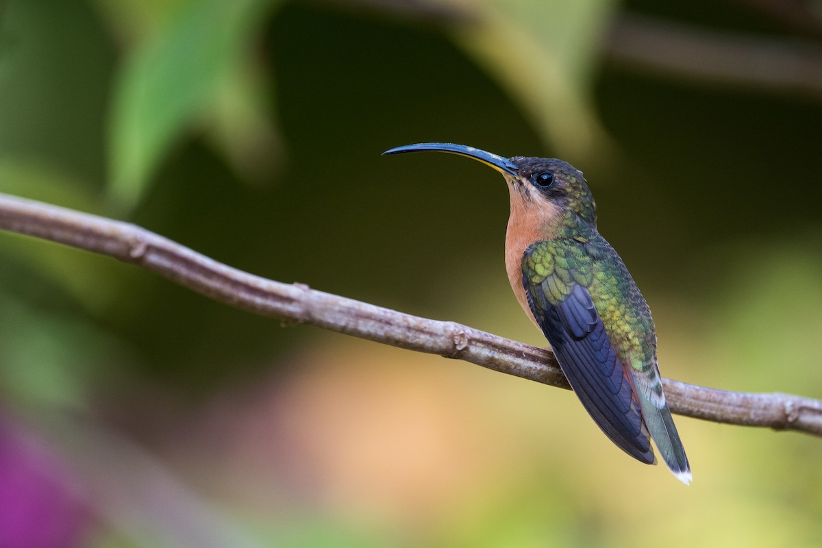 Rufous-breasted Hermit - Claudia Brasileiro