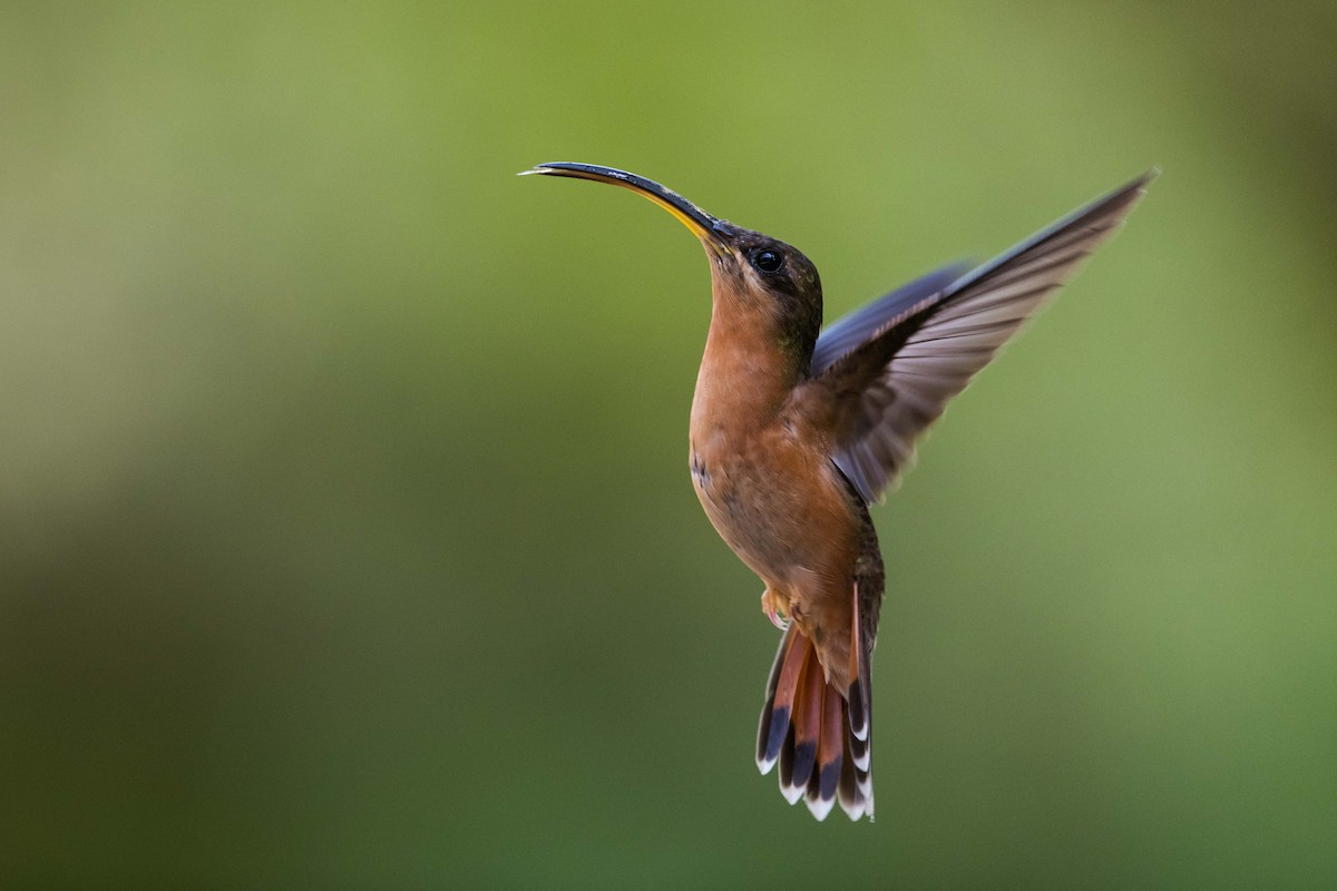Rufous-breasted Hermit - ML473209711