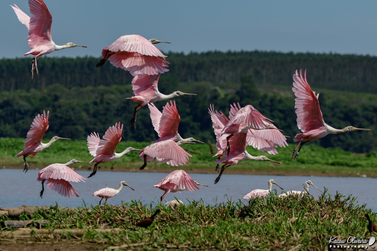 Roseate Spoonbill - ML47320991