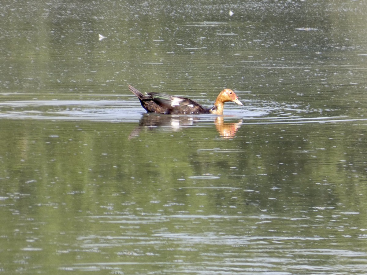 Muscovy Duck (Domestic type) - ML473210131