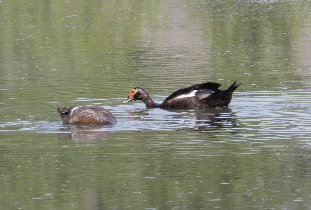 Muscovy Duck (Domestic type) - ML473210211