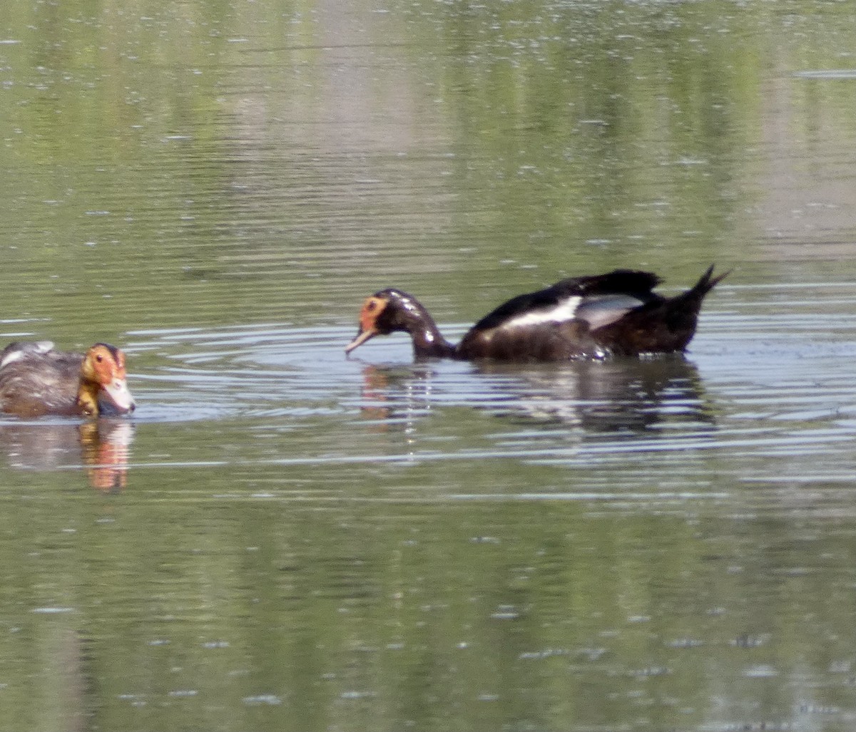 Muscovy Duck (Domestic type) - ML473210291
