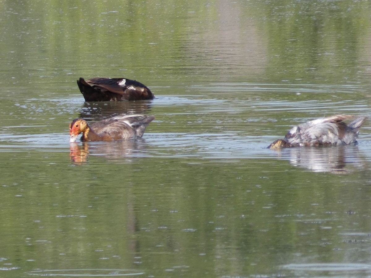Muscovy Duck (Domestic type) - ML473210461