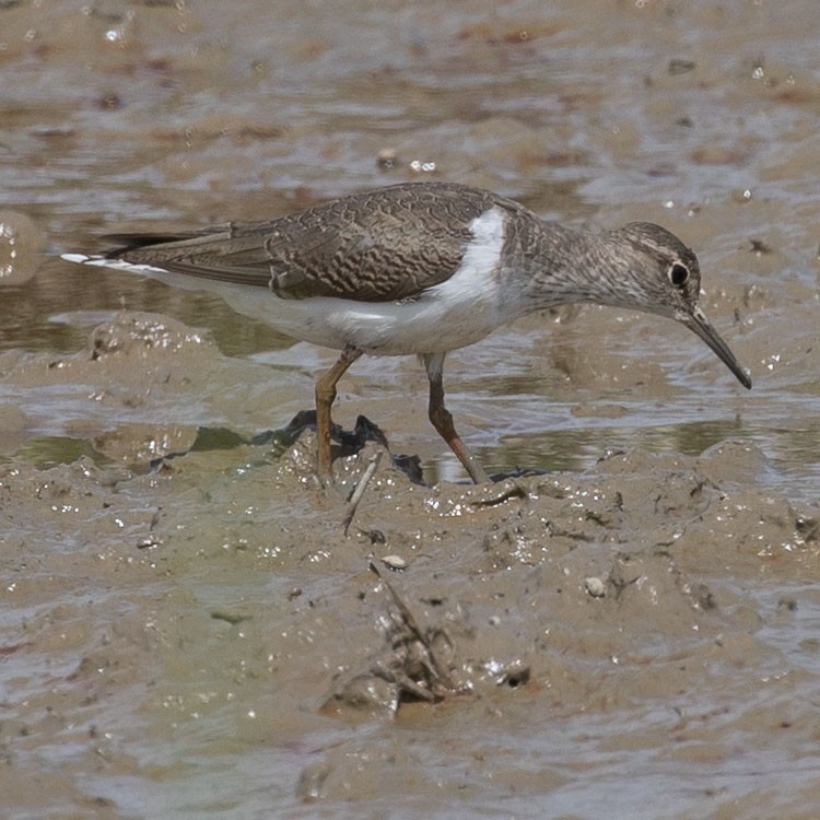 Common Sandpiper - ML473210481