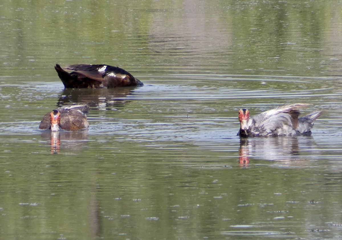 Muscovy Duck (Domestic type) - ML473210621