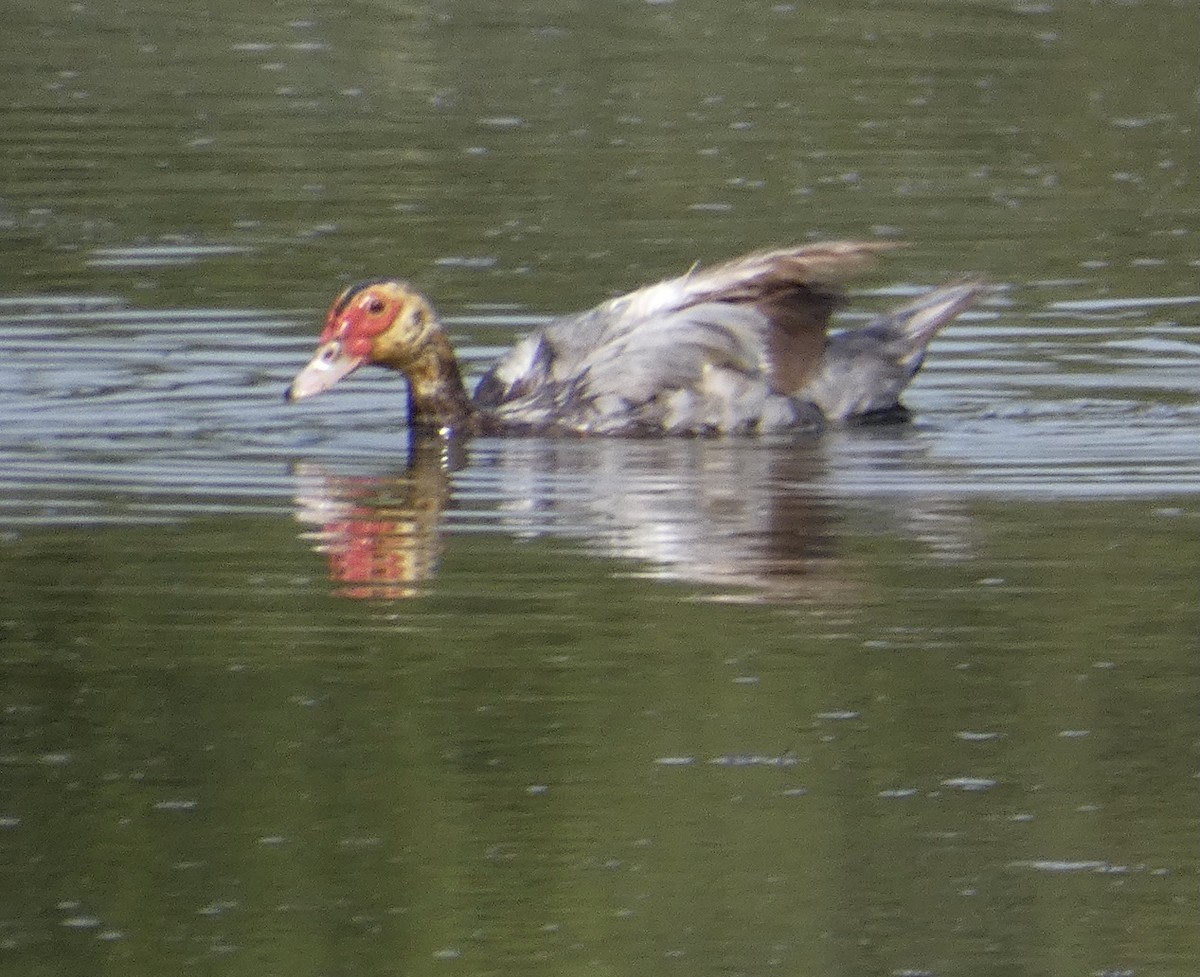 Muscovy Duck (Domestic type) - ML473210811