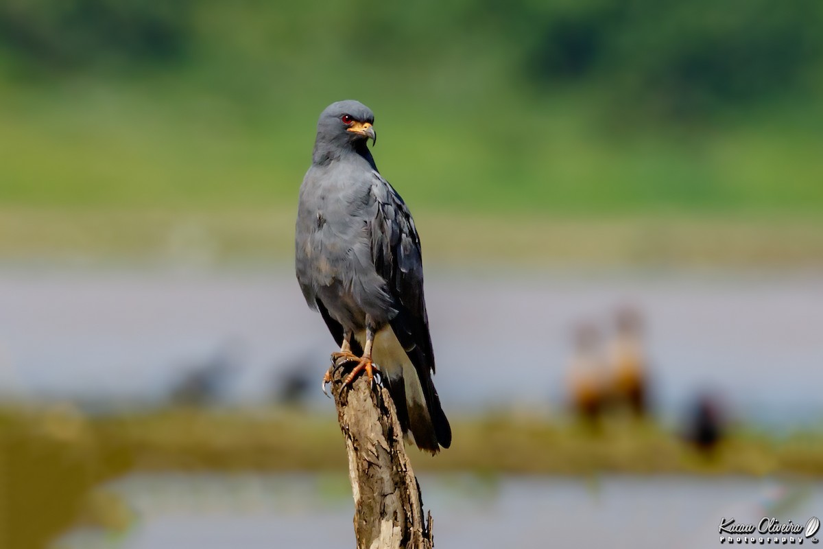Snail Kite - ML47321101