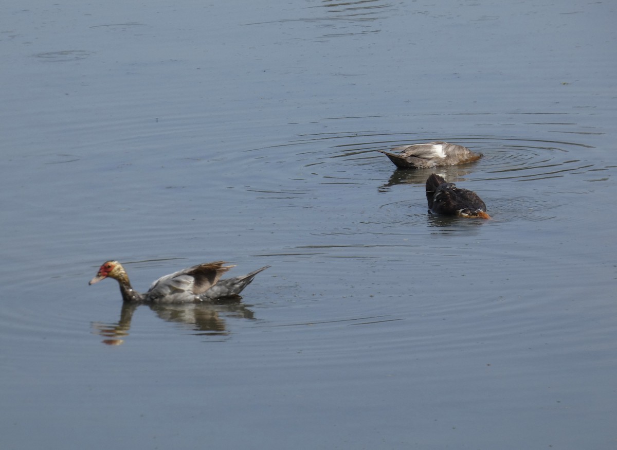 Muscovy Duck (Domestic type) - ML473211401