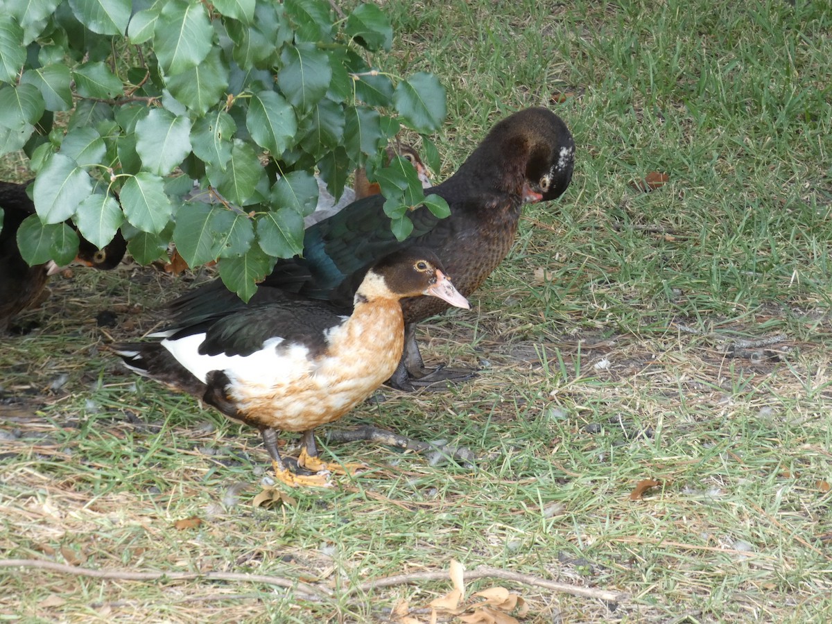 Muscovy Duck (Domestic type) - ML473211421