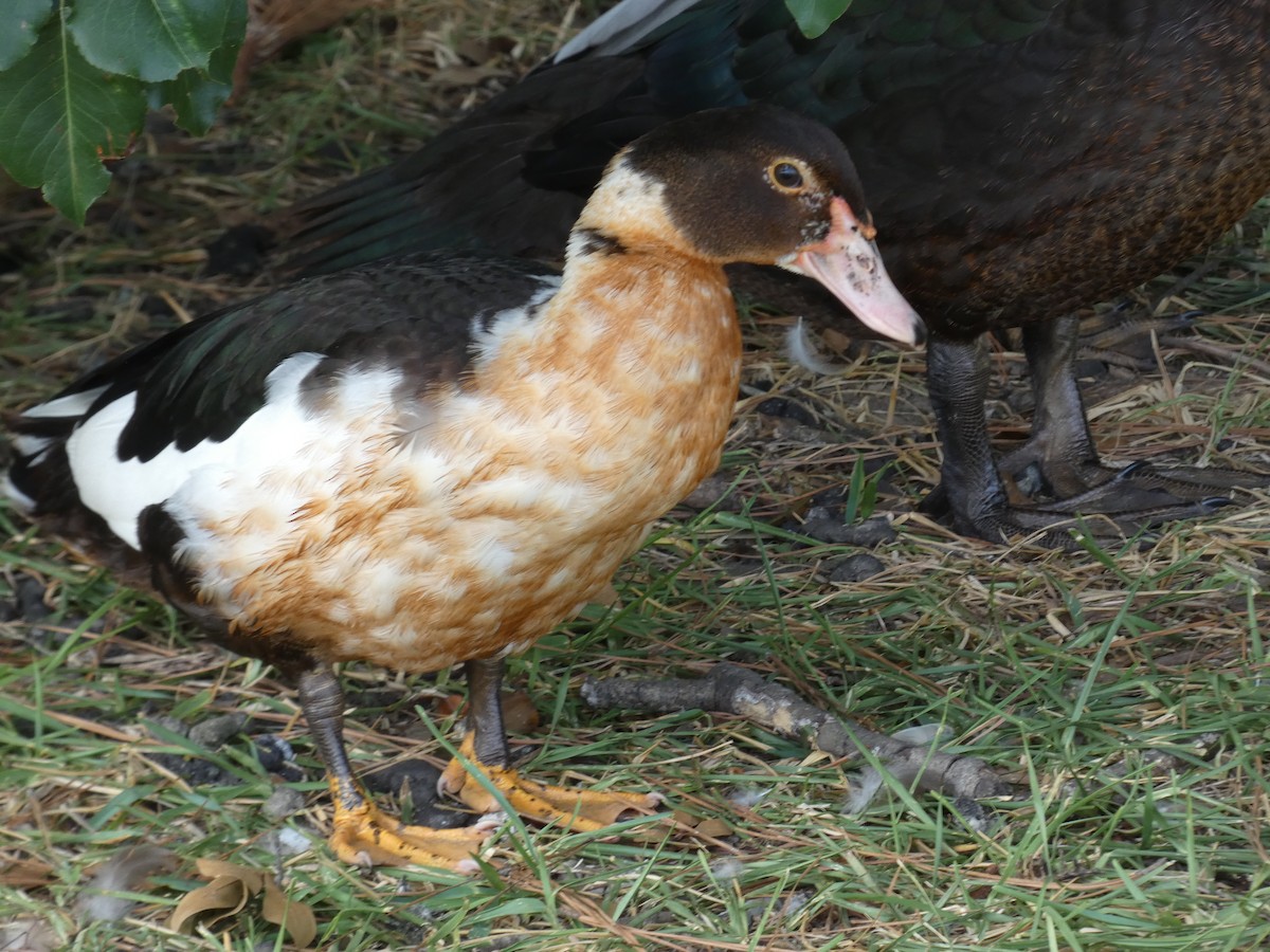 Muscovy Duck (Domestic type) - ML473211471
