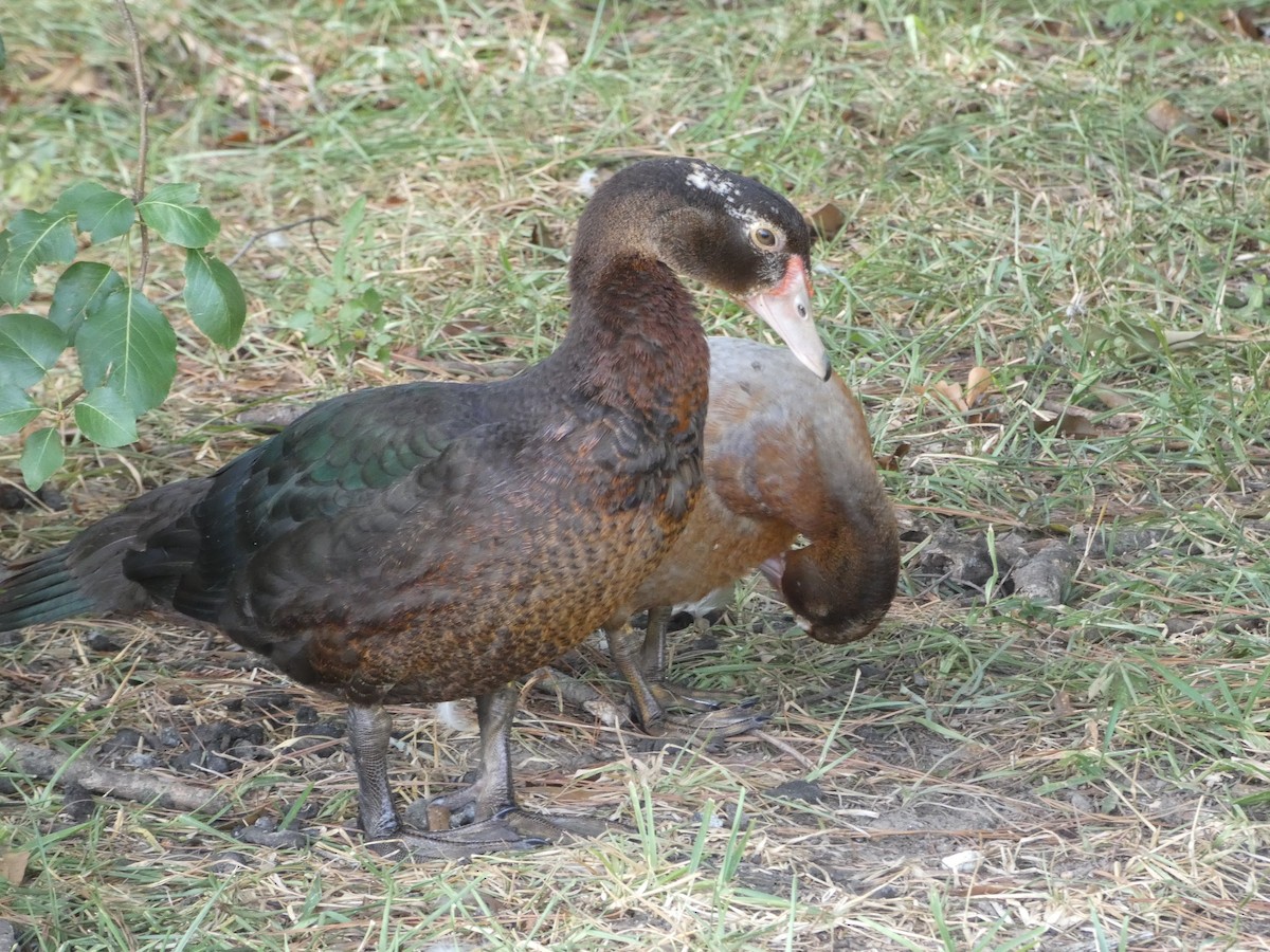 Muscovy Duck (Domestic type) - ML473211501