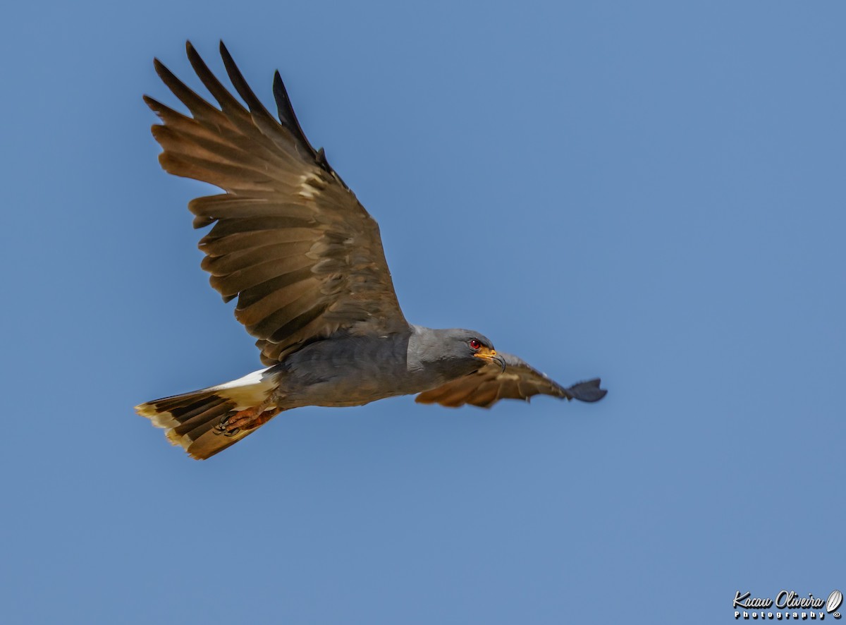 Snail Kite - ML47321151