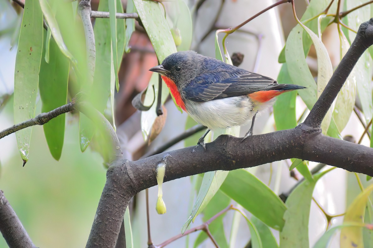 Picaflores Golondrina - ML473211721