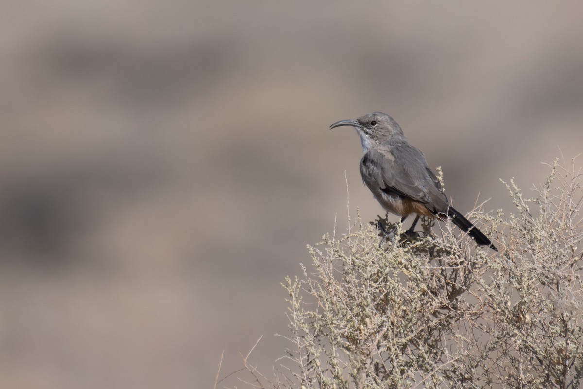 LeConte's Thrasher (LeConte's) - Rajan Rao