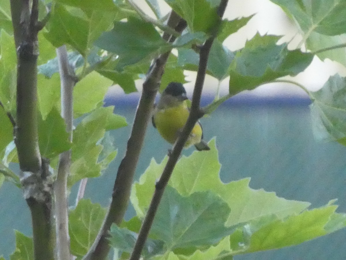 Lesser Goldfinch - Dan Goldfield