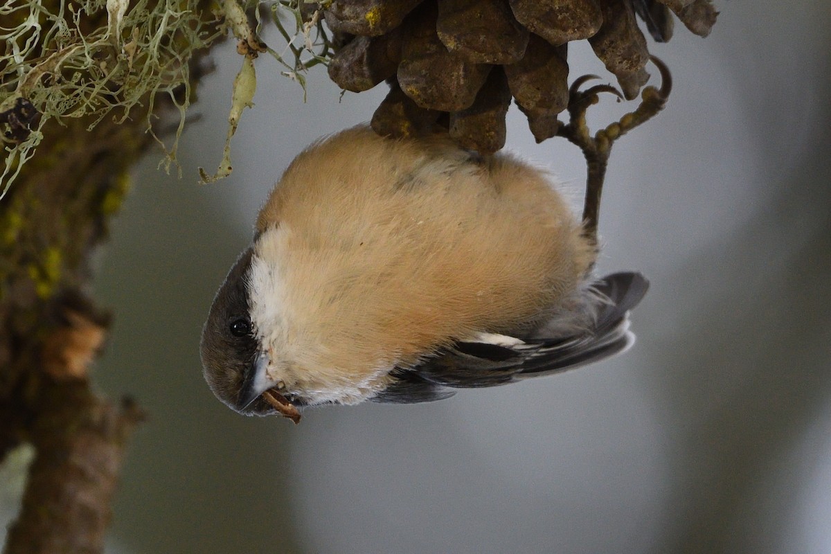 Pygmy Nuthatch - ML473212191