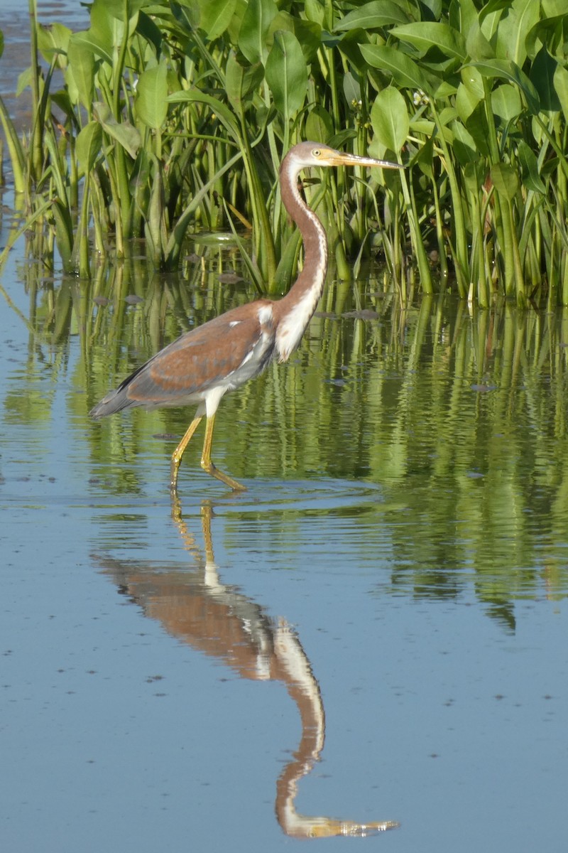 Tricolored Heron - ML473212701