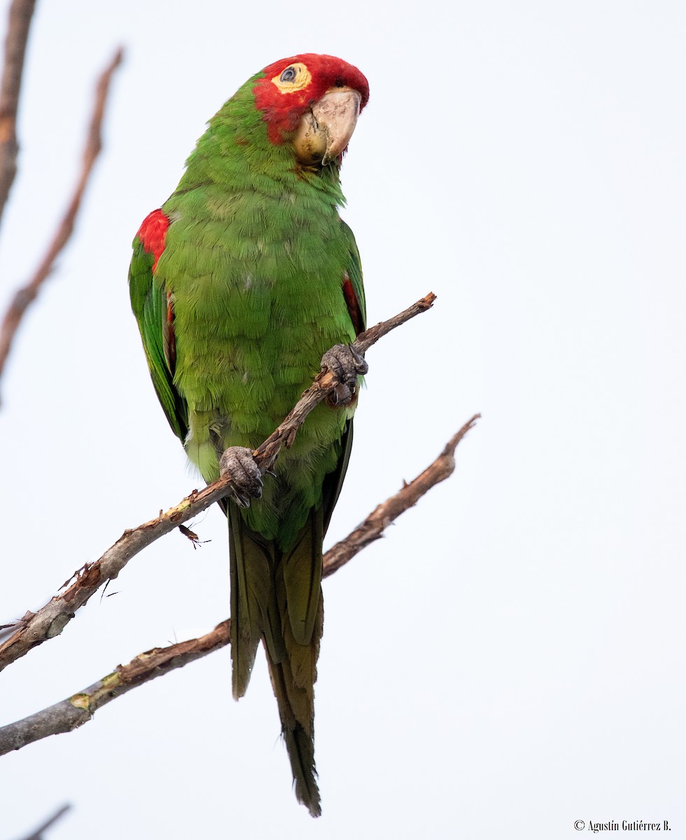 Red-masked Parakeet - ML473213121