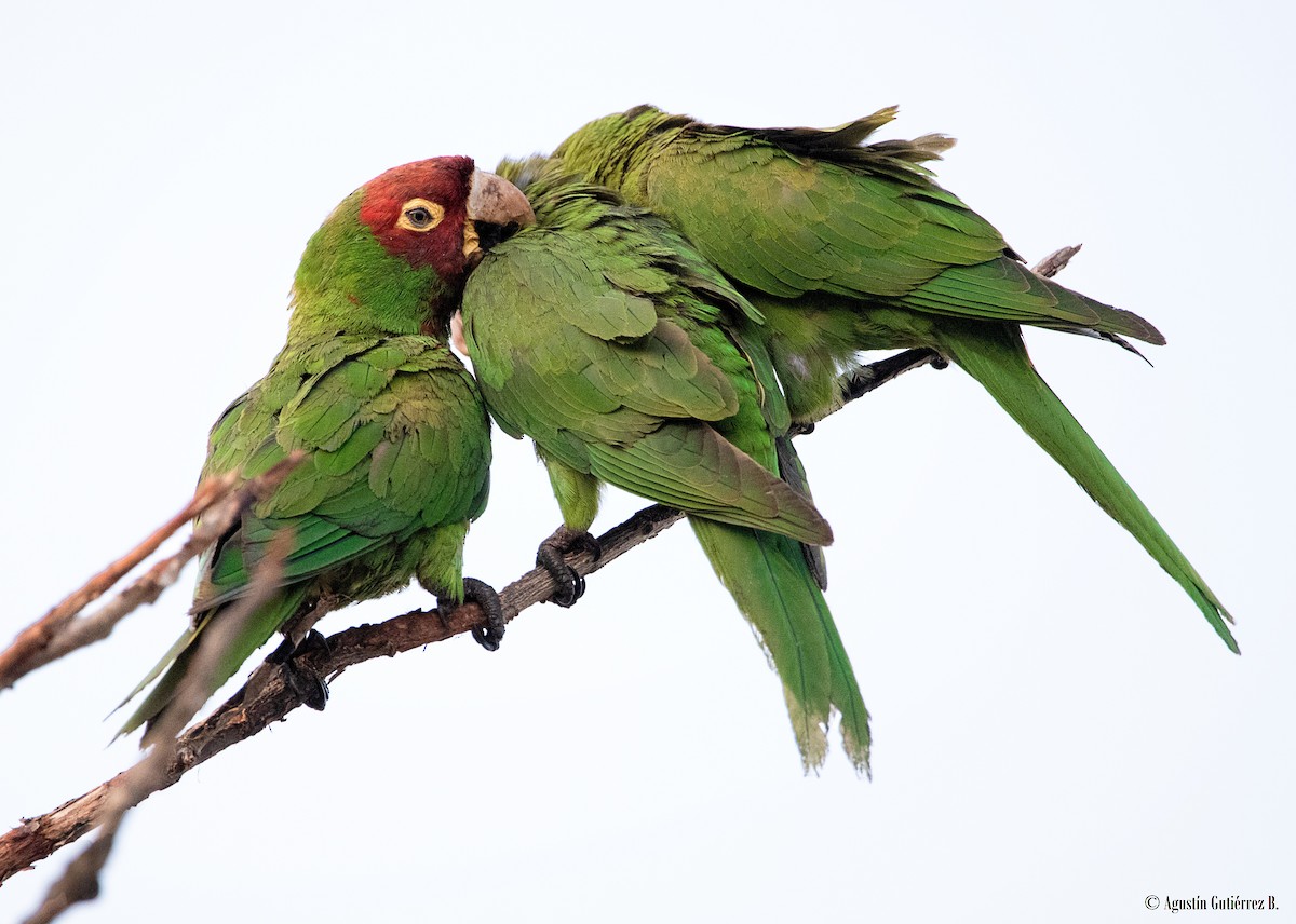 Red-masked Parakeet - ML473213141