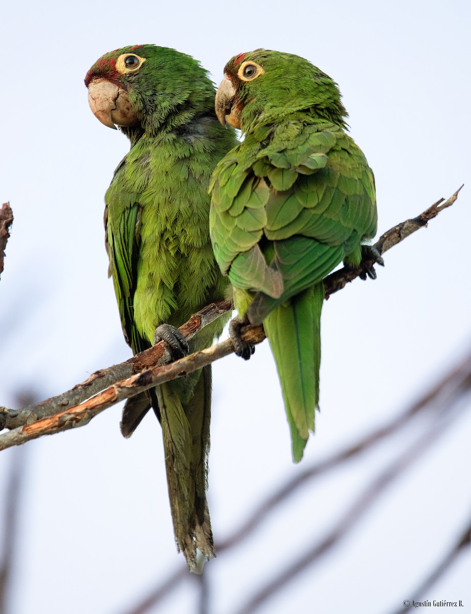 Red-masked Parakeet - ML473213151