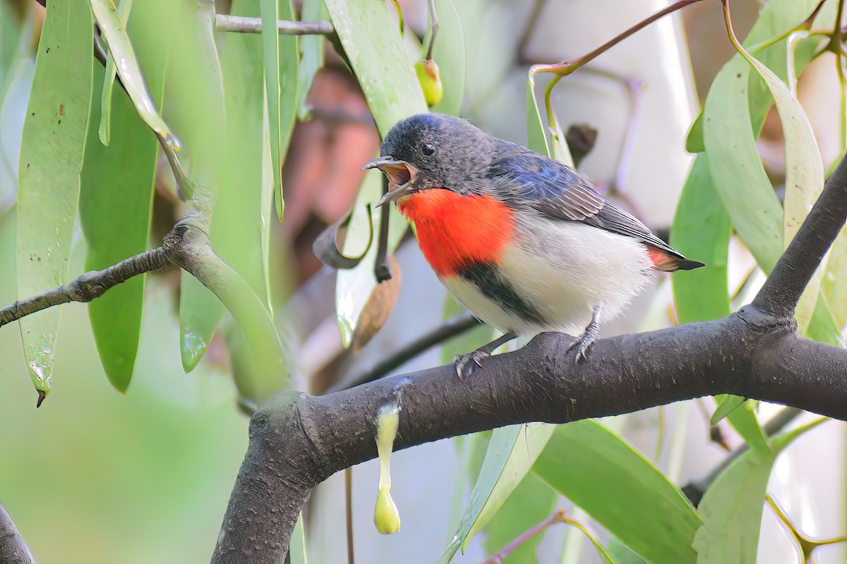 Mistletoebird - ML473214131