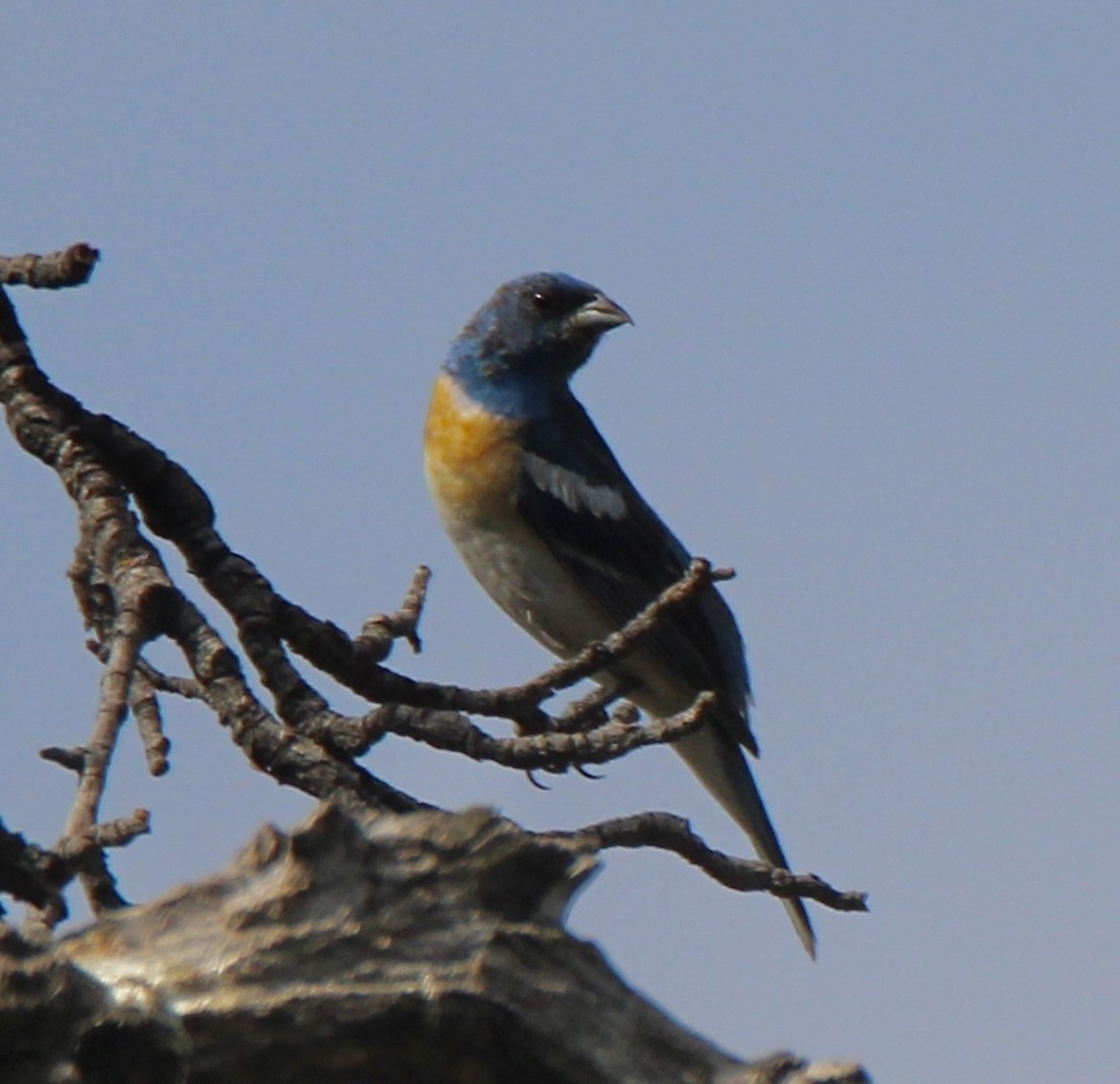 Lazuli Bunting - ML473214911