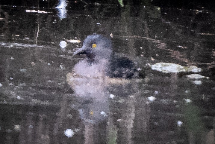 Least Grebe - ML473215461