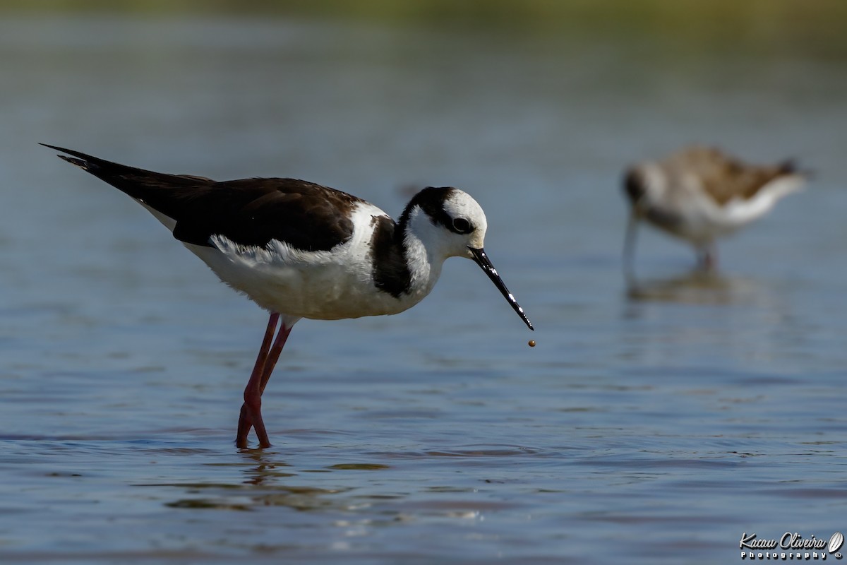 Black-necked Stilt - ML47321681