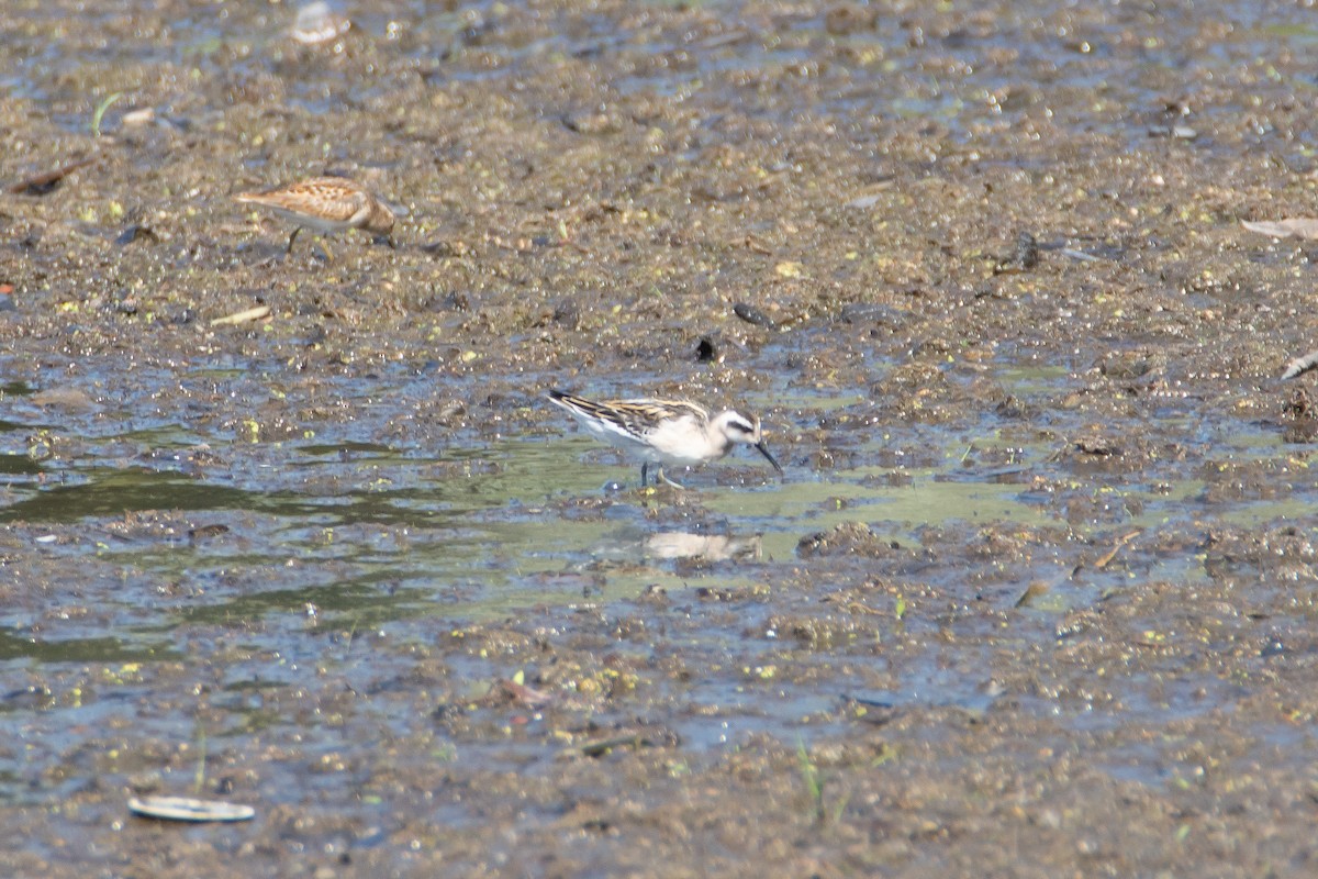 Red-necked Phalarope - ML473217031