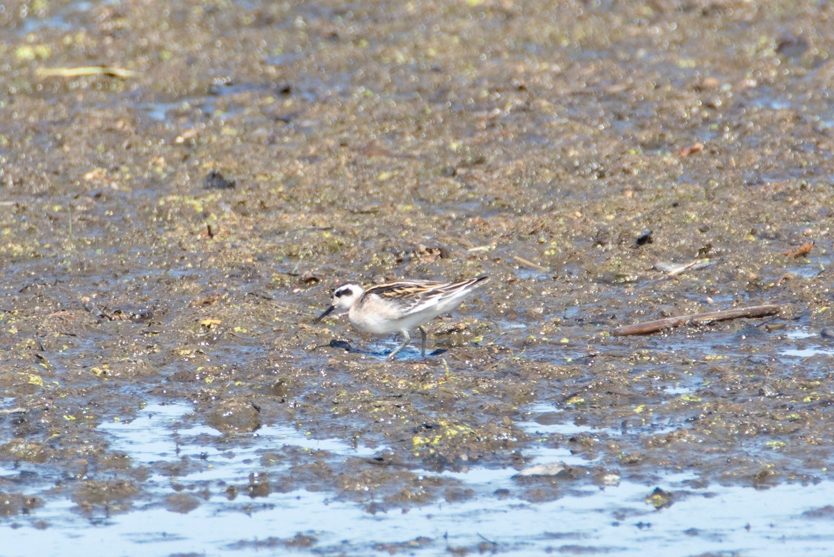 Red-necked Phalarope - ML473217051