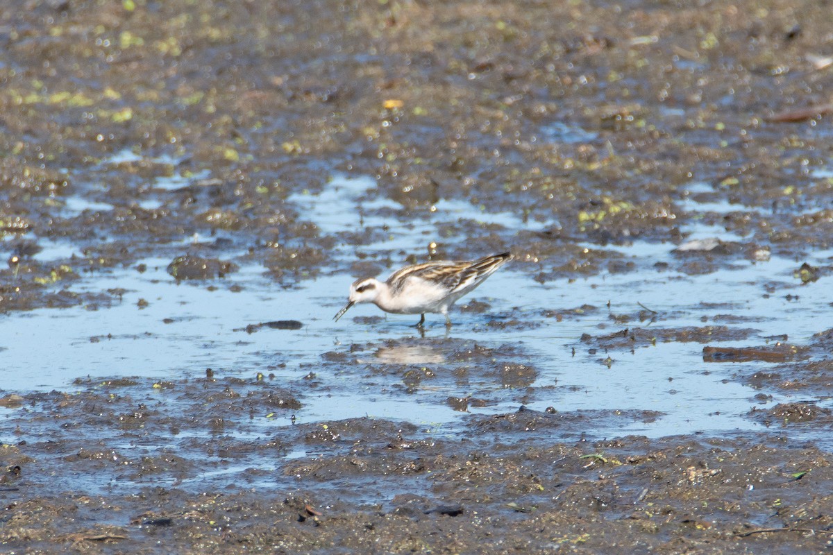 Red-necked Phalarope - ML473217071