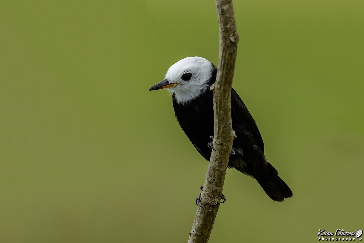 White-headed Marsh Tyrant - ML47321771